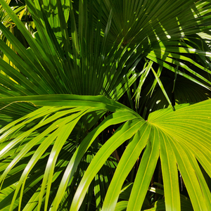 国产网址在线观看
